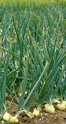 Field with Onions